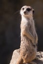 Surikata, Suricata suricatta. Small african mammal meerkat or suricate watching out for dange Royalty Free Stock Photo