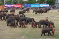 The Surin Elephant Round-up Royalty Free Stock Photo