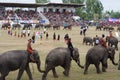 The Surin Elephant Round-up Royalty Free Stock Photo