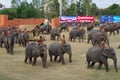 The Surin Elephant Round-up Royalty Free Stock Photo