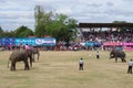 The Surin Elephant Round-up Royalty Free Stock Photo