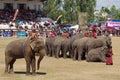 The Surin Elephant Round-up Royalty Free Stock Photo