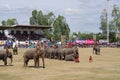 The Surin Elephant Round-up Royalty Free Stock Photo