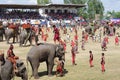 The Surin Elephant Round-up Royalty Free Stock Photo