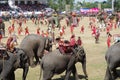 The Surin Elephant Round-up Royalty Free Stock Photo