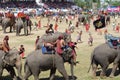 The Surin Elephant Round-up Royalty Free Stock Photo