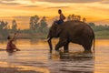 Mahout riding elephant walking in swamp