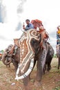 SURIN, THAILAND - MAY 16: Ordination Parade on Elephant's Back F