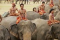 Elephant riders take part in the annual Elephant show during Elephant festival in Surin, Thailand. Royalty Free Stock Photo