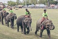 SURIN,THAILAND - November 16, 2017 : Lovely and Canny Elephant Walks in a Row.The Elephant Show Of The Surin Elephant Festival