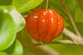 Surinam cherry Royalty Free Stock Photo