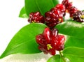 Surinam cherry (Eugenia uniflora) Royalty Free Stock Photo