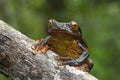 Surinam golden-eyed tree frog Royalty Free Stock Photo