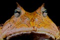 Surinam horned frog Royalty Free Stock Photo