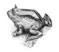 Surinam horned frog Ceratophrys cornuta - Antique engraved illustration from Brockhaus Konversations-Lexikon 1908