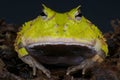 Surinam horned frog / Ceratophrys cornuta Royalty Free Stock Photo