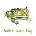 Surinam horned frog Ceratophrys cornuta, isolated on white hand painted watercolor illustration with inscription