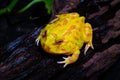 Surinam Horned frog Golden Frog