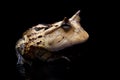 The Surinam horned frog isolated on black Royalty Free Stock Photo
