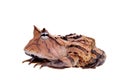 The Surinam horned frog isolated on white Royalty Free Stock Photo