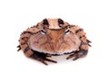 The Surinam horned frog isolated on white Royalty Free Stock Photo