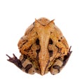 The Surinam horned frog isolated on white Royalty Free Stock Photo