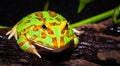 Surinam Horned frog