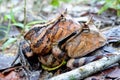 Surinam horned frogs mating Royalty Free Stock Photo