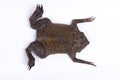 Surinam toad Pipa pipa
