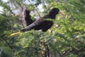 Suriname crested oropendola