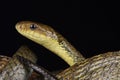 Suriname Puffing Snake Pseustes sulphureus dieperinkii