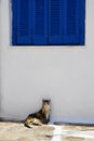 Surly cat in the shade under blue shutters Royalty Free Stock Photo