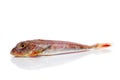 Surmullet or striped red mullet Royalty Free Stock Photo