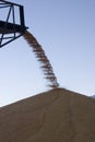 Surplus corn being piled up Royalty Free Stock Photo