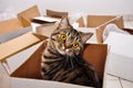 Cat in box. Moving to a new house, packing Royalty Free Stock Photo