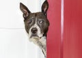 Surprise dog looking out a red door Royalty Free Stock Photo