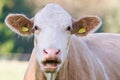 Close-up portrait of surprised cow on the pasture. Funny animal photo. Royalty Free Stock Photo