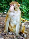 Surprise monkey portrait close up, innocent monkey portrait