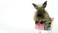 bunny animals easter concept. Adorable small fluffy fur rabbit sitting on mini shopping cart over isolated white Royalty Free Stock Photo