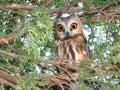 Surprised Saw-Whet Owl Royalty Free Stock Photo
