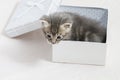 surprise, small kitten stuck in a gift box, cuddly animal sweet Royalty Free Stock Photo