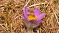 The surprise of spring, the first fragile flower from the alpine meadows of the nature reserve