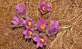 The surprise of spring, the first fragile flower from the alpine meadows of the nature reserve