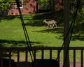 Surprise Visitor Seen from the Porch Royalty Free Stock Photo