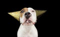 Surprised american staffordshire dog wearing a party polka dot hat celebrating new year, birthday or carnival. Isolated on black