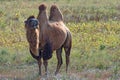 Surprised bactrian camel (Camelus bactrianus) Royalty Free Stock Photo