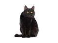 surprised black cat isolated on white background Royalty Free Stock Photo