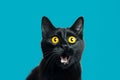 surprised black cat on a solid blue background