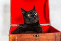 Surprised black cat in wooden coffer with red interior