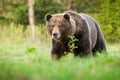 Surprised brown bear coming closer on green glade in summer nature.
